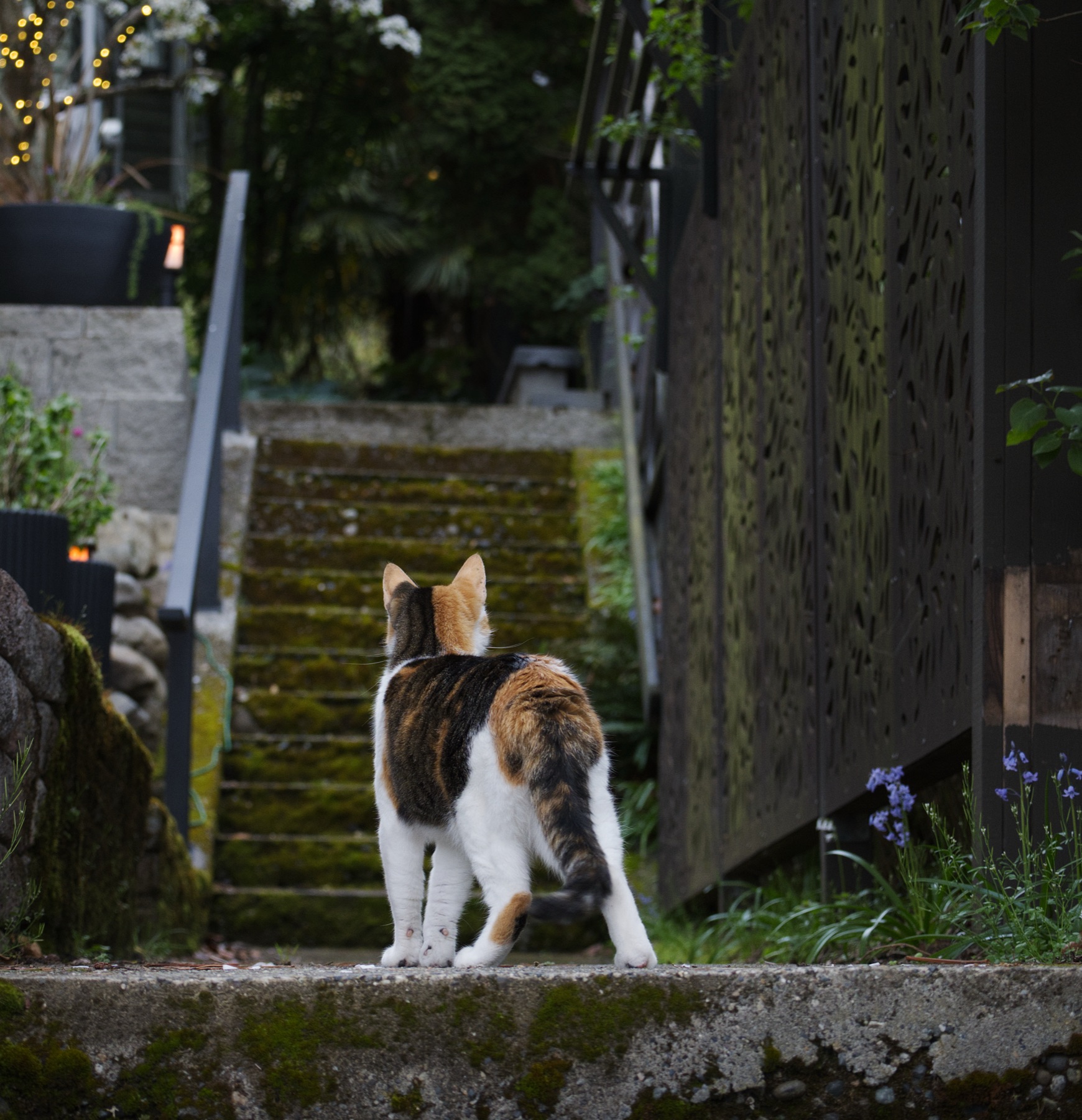 Cat exploring mossy garden steps