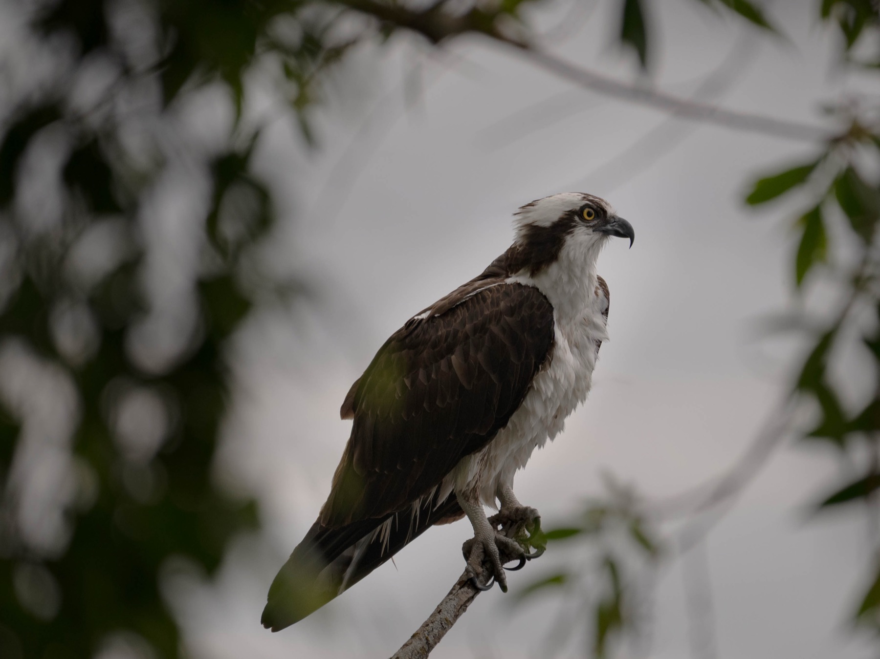 Osprey perched on a branch