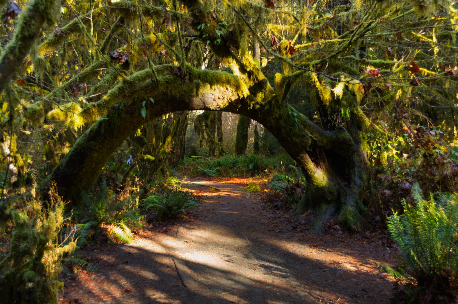 Glowing mossy tree archway over a trail
